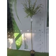 Kép 2/2 - Salix integra 'Hakuro-Nishiki' - Fehér-rózsaszín tarka levelű japán fűz K2/3 TM125/140