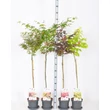 Kép 1/2 - Acer palmatum Japán juhar P19 3L T60