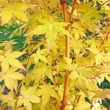 Kép 1/2 - Acer palmatum BI HOO - Japán juhar 175/200 C35