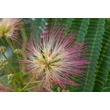 Kép 2/2 - Albizia julibrissin 'Ombrella' - Pirosvirágú selyemakác CLT45 10/12