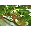 Kép 2/2 - Acer palmatum 'Osakazuki' - Japán juhar narancsvörös K290 250/300