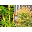 Kép 2/2 - Acer palmatum BI HOO - Japán juhar 175/200 C35