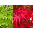 Kép 1/2 - Acer palmatum 'Osakazuki' - Japán juhar narancsvörös K290 250/300