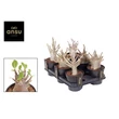 Kép 2/2 - Adenium Ansu Baobab -  Sivatagi rózsa P12 25/30