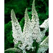 Kép 1/2 - Buddleja davidii ‘White Profusion’ – Fehér nyári orgona K2 40/60