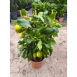 Kép 1/2 - Citrus limon  - Citromfa K7 70/80