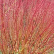 Kép 2/2 - Cornus alba – Fehér som, vörös vesszejű K2 20/40