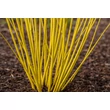 Kép 2/2 - Cornus sericea ‘Flaviramea’ – Sárga vesszős som K2 20/40