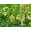 Kép 2/2 - Cornus mas – Húsos som gyümölcstermő díszfa, cserje K45 200/250