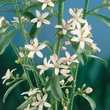 Kép 2/2 - Eriostemon myoporoides ‘Flower Girl White’ – Ausztrál viaszvirág
