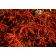 Kép 2/2 - Acer palmatum 'Fireglow' Bush - Japán juhar vörös levelű EXTRA K110 150/175