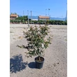 Kép 2/2 - Acer palmatum 'Fireglow' Bush - Japán juhar vörös levelű K18 125/150