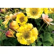 Kép 2/2 - Geum ‘Fluffy Yellow’ – Sárga gyömbérgyökér CS14