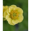 Kép 1/2 - Geum ‘Fluffy Yellow’ – Sárga gyömbérgyökér CS14