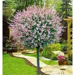 Kép 1/2 - Salix integra 'Hakuro-Nishiki' - Fehér-rózsaszín tarka levelű japán fűz K2/3 TM125/140