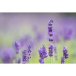 Kép 1/2 - Lavandula angustifolia ‘Hidcote Blue’ – Mélykék kompakt levendula CS9
