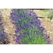 Kép 2/2 - Lavandula angustifolia ‘Hidcote Blue’ – Mélykék kompakt levendula CS9