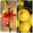 Kép 2/2 - Chaenomeles japonica ‘Cido’ – Japánbirs (gyümölcstermő díszcserje) K4,5 20/40