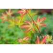 Kép 1/2 - Acer palmatum Little princess - Japán juhar FL 40-60