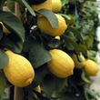 Kép 2/2 - Citrus limon  - Citromfa K7 70/80