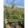 Kép 1/2 - Acer palmatum 'Osakazuki' - Japán juhar narancsvörös K130 150/175