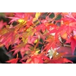 Kép 2/2 - Acer palmatum 'Osakazuki' - Japán juhar narancsvörös K130 150/175