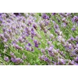 Kép 2/2 - Lavandula × intermedia ‘Provence’ – Provence levendula CS9