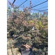 Kép 2/2 - Acer palmatum SangoKaku - Japán juhar 175/200 C65