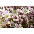 Kép 2/2 - Saxifraga × arendsii ‘Ice Colours Appleblossom’ – Kőtörőfű pink EXTRA CS17