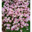 Kép 1/2 - Saxifraga 'Touran Pink' – Kőtörőfű CS17