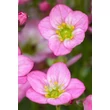 Kép 2/2 - Saxifraga 'Touran Pink' – Kőtörőfű CS17