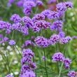 Kép 1/2 - Verbena bonariensis ‘Violet Blue’ – Verbena, vasfű CS9