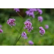 Kép 2/2 - Verbena bonariensis ‘Violet Blue’ – Verbena, vasfű CS9