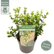 Kép 1/2 - Viburnum Fairy Stars - Tündércsillag bangita P19 