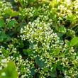 Kép 2/2 - Viburnum Fairy Stars - Tündércsillag bangita P19 