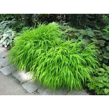 Hakonechloa macra -  Szálkafű D14/15
