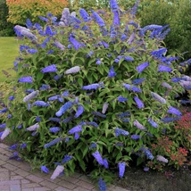 Buddleia davidii 'Empire Blue' - Kék virágú nyáriorgona K2 20/40