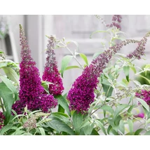 Buddleia davidii 'Sugar Plum' -Nyáriorgona K3 40/60