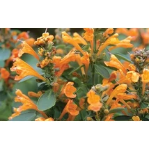 Agastache Arizone Sandstone Izsopfű CS14