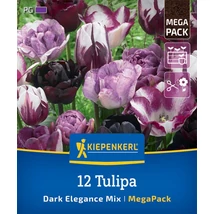 Kiepenkerl Dark Elegance tulipánhagymák MEGA PACK 12db Kiepenkerl Dark Elegance tulipánhagymák MEGA PACK 12db