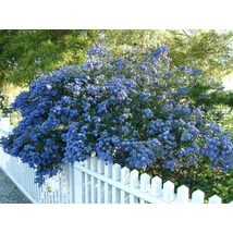 Ceanothus Concha - Örökzöld kék táskavirág