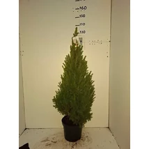 Picea glauca 'Conica' - Cukorsüvegfenyő K25 100cm