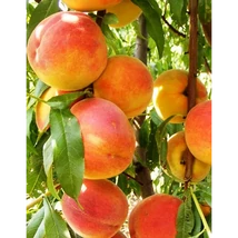 Gyümölcsfa Cresthaven őszibarack K9 100/150