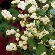 Symphoricarpos x doorenbosii 'White Hedge' - Hóbogyó K2L 40/60
