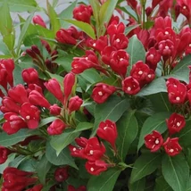 Weigela florida 'All Summer Red' Slinco - Piros virágú rózsalonc K4,5 40-60
