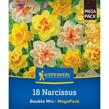 Kiepenkerl Narcissus Gefüllter Mix vegyes teltvirágú nárciszhagymák MEGA PACK 18db Kiepenkerl Narcissus Gefüllter Mix vegyes teltvirágú nárciszhagymák MEGA PACK 18db