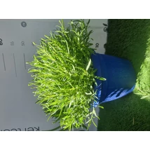 Lavandula Hidcote Blue Levendula Cs25