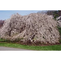 Prunus yedoensis Ivensii– Jedói díszcseresznye 180-250 K25