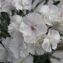 Dianthus plumarius Angel of sorozat Évelő szegfű Cs14