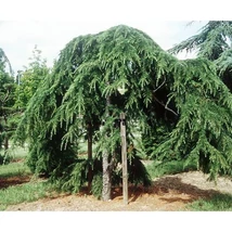 Cedrus deodara 'Pendula' - Csüngő Himalájai Cédrus  CLT 285 C 30/5